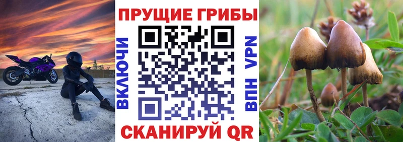 Купить закладки  Качканар  Псилоцибиновые грибы Psilocybine cubensis 